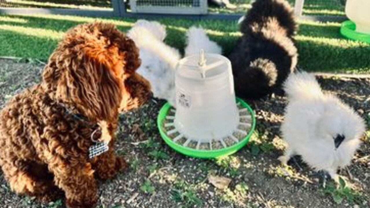 Morgy is pictured here playing with his owner's chickens. He was just six months old in this photo.