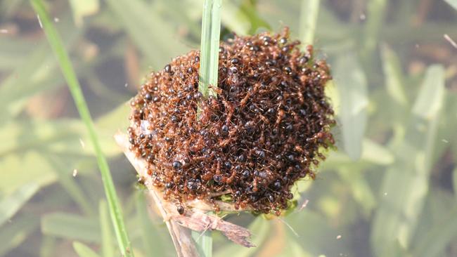 Fire ants can be deadly to small animals and children. Picture: Contributed