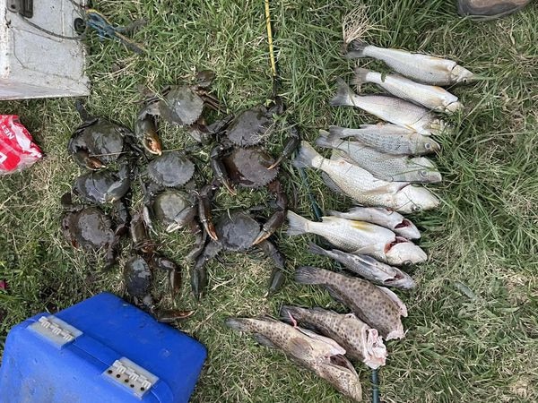 Mud crabs, fish and prawns are abundant in Eden Lassie Creek.