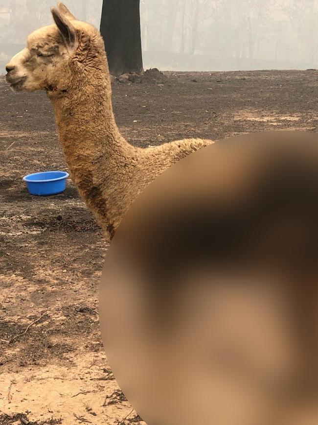 A burnt alpaca on reality star Grant Crapp’s property. Picture: Instagram