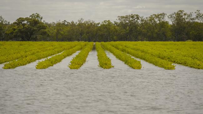 All one can see on some flooded vineyards is the tops of the vines. Picture: Roy VanDerVegt