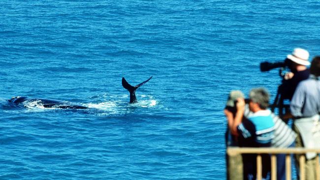 Whale-watching on Eyre Peninsula. Picture: SATC