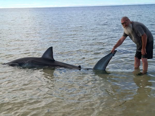 Locals including Hamish Anderson rescued a stranded great white shark on a sandbar between Ardrossan and Tiddy Widdy Beach. Picture: Chivonne Anderson/Facebook