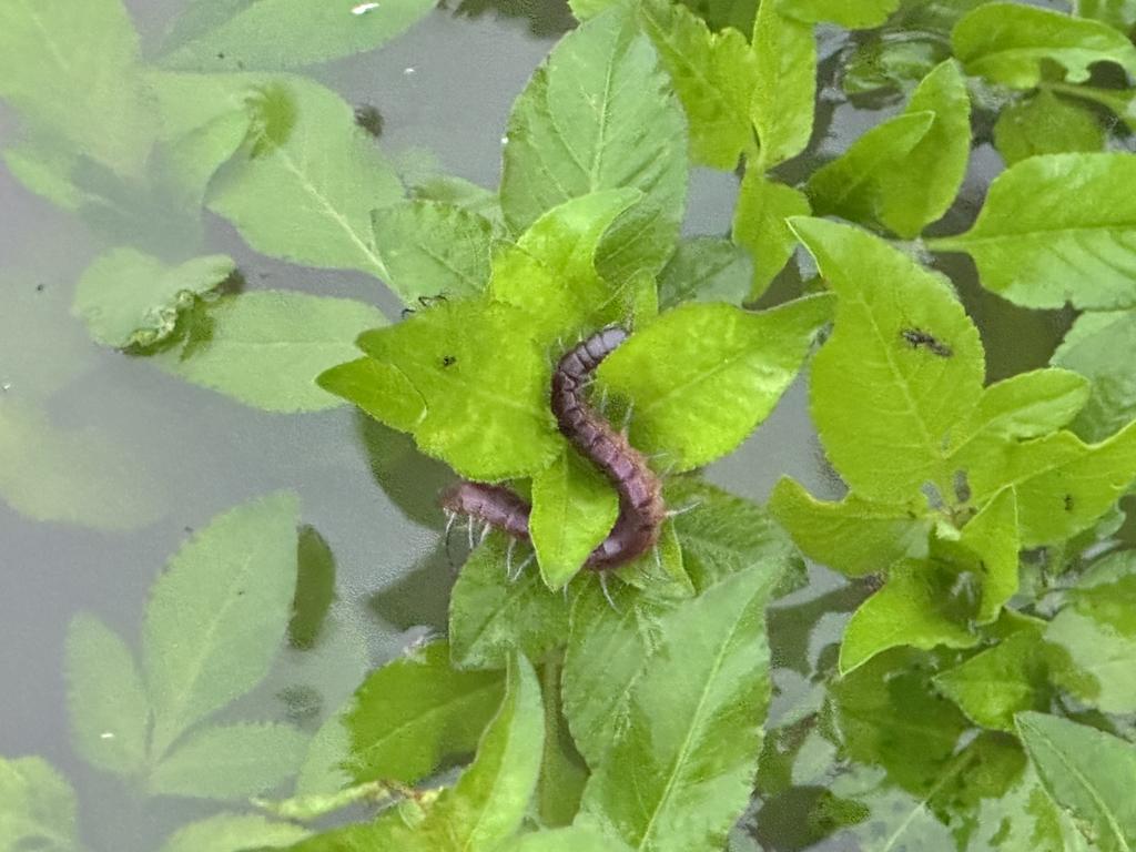 All sorts of creatures and critters were swimming to safety like centipedes, rodents, toads, crickets, spiders and even snakes. Picture: Heidi Petith