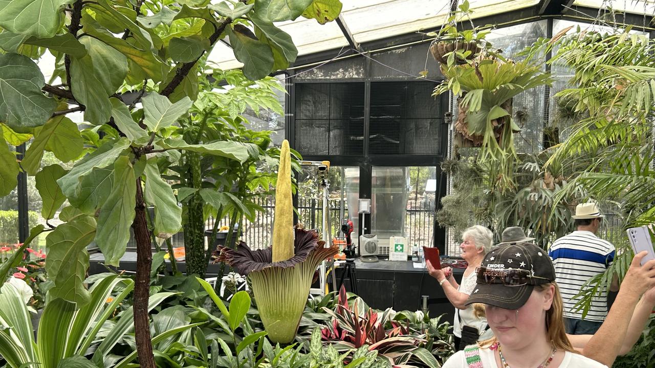 The corpse flower in full bloom at the Geelong Botanic Gardens. Picture: NewsWire / Nadir Kinani