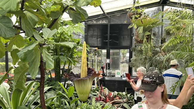 The corpse flower in full bloom at the Geelong Botanic Gardens. Picture: NewsWire / Nadir Kinani