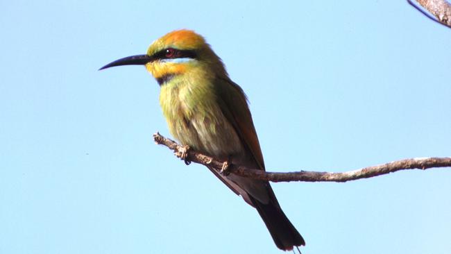 Greening Australia - endangered threatened rainbow bee-eater bird 17 Sep 2003./Birds