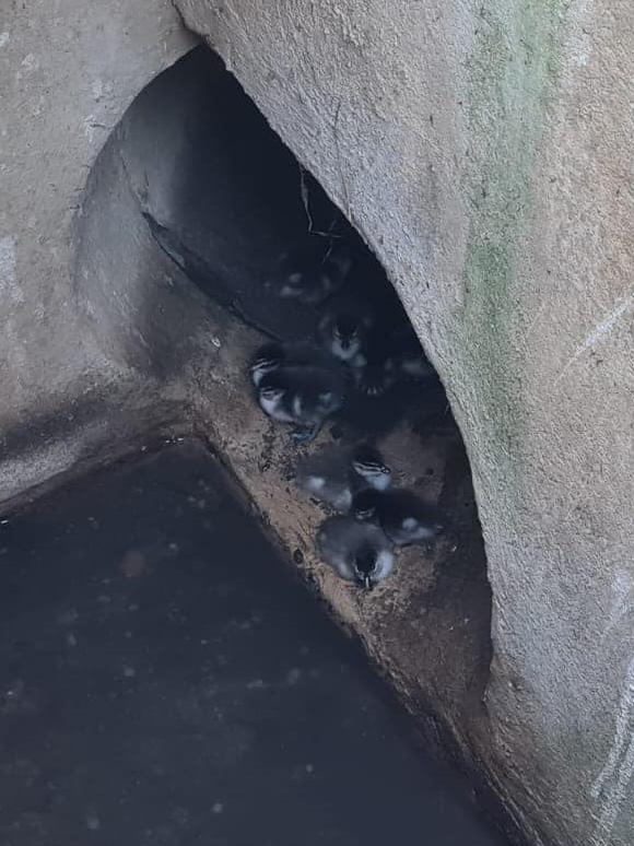 Ducklings stuck down drain in Onkaparinga Hills. Picture: Supplied