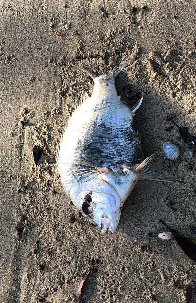 Dead fish have been washing up along the banks of the Parramatta River. Picture: Jennifer Dixon