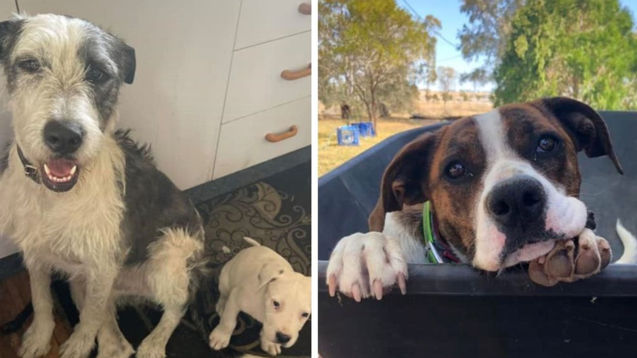 The votes are in and the winners of Roma's cutest dog for 2023 have been revealed.