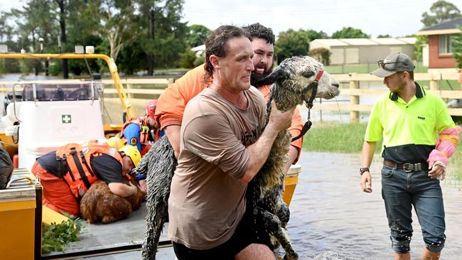 A man with a rescued alpaca. Picture: Jeremy Piper