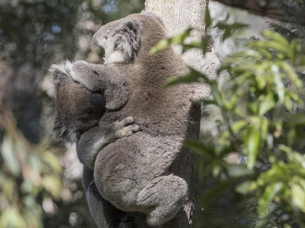 It's koala breeding season in Victoria so koalas are on the move looking to mate. Koala breeding season is Sep-March and in this time are at higher risk of car strike & dog attack. A male(L) and female(R) koala
Picture: Karl Dawson/The Wildlings Woodend Wildlife Shelter