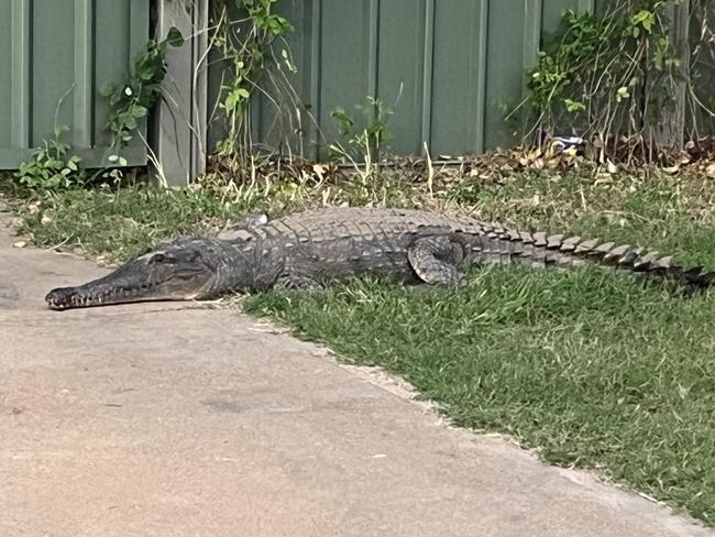 Fitzroy Crossing Police have coordinated the safe and humane relocation of a crocodile which was found in the town on Thursday. Picture: NT POLICE,