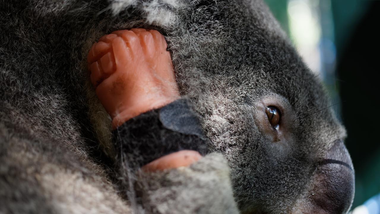 Friends of the Koala's resident male koala Triumph, recently received the world's first koala prothesis.