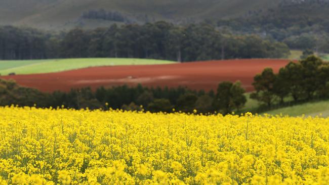 Canola at Sisters Hills. PICTURE CHRIS KIDD