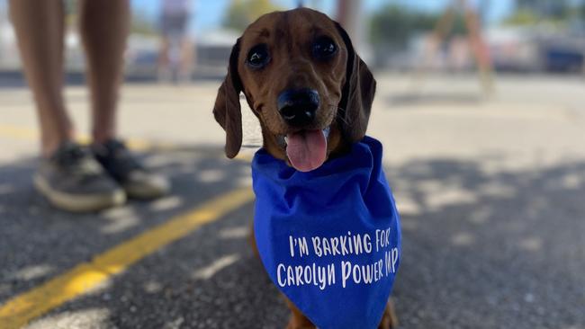 Elder MP Carolyn Power's sausage dog, Napoleon. Picture: Brinley Duggan