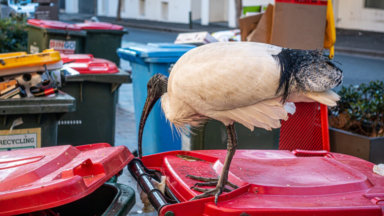 ‘Bin chicken’ proposed as mascot for 2032 Olympic Games Daily Telegraph