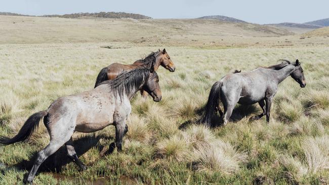 Wild horse numbers in the Kosciuszko National Park have increased over the past five years. Picture: Rohan Thomson