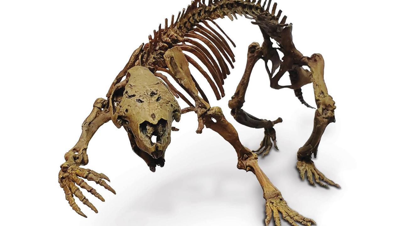 Monash University unveils prehistoric Madagascan 'crazy beast' mammal  fossil | KidsNews