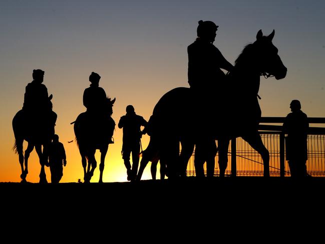 Yearlings trained by Rob Heathcote return to their stables after trackwork at Doomben. Pic Darren England.