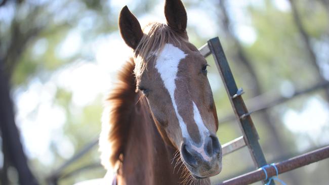 A Warwick man pleaded guilty after stealing four horses from a property and selling them to an abattoir. Picture: Brenda Strong