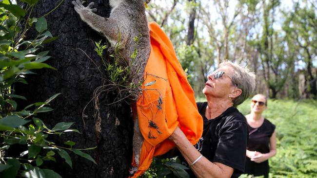 Cheyne Flanagan has spent almost 50 years caring for wildlife. She is pictured releasing a koala at Lake Innes Nature Reserve. Picture Nathan Edwards