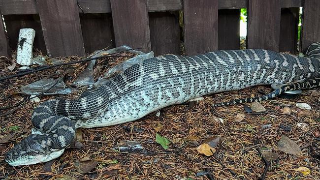 Carpet Python eats pet cat. Picture: Facebook/Sunshine Coast Snake Catchers 24/7.