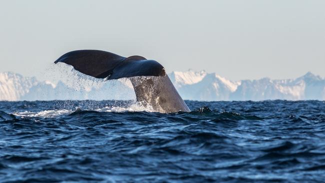 A sperm whale in the Vesteralen islands.