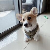 Gold Coast's cutest dogs: Colin the Corgi. Submitted by Renae Hatchman.