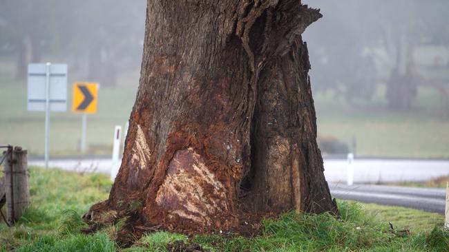 The tree that Danny Frawley crashed into. Picture: Jay Town