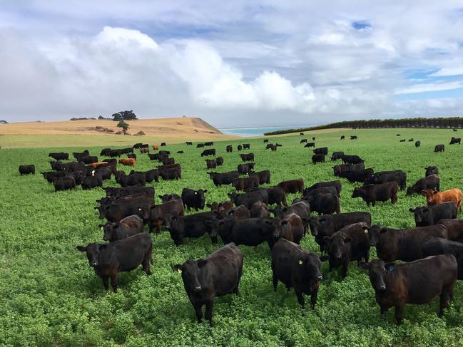 Cattle grazing on lucerne at Iain Bruce's property in Tasmania.  FOCUS