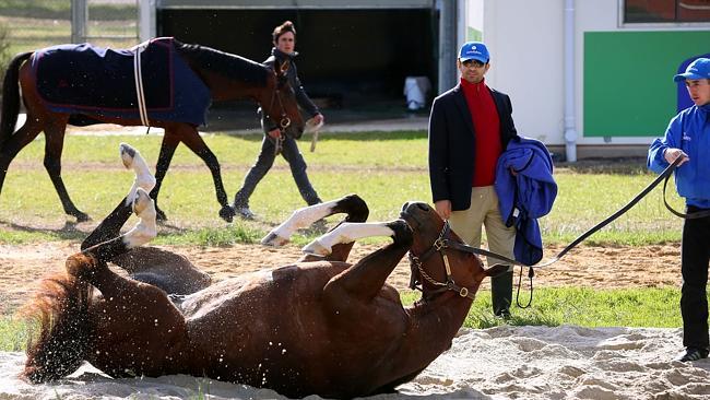 Trainer Saeed bin Suroor watches on as Royal Empire enjoys a sand roll. Picture: Colleen Petch