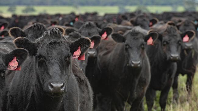 Cattle, and even dairy cows, are in the sights of the United Nations which wants people to shift what they eat and drink to stop global hunger and prevent global warming. Picture: Zoe Phillips