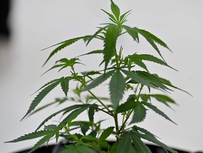 Raising Kurt lands Toowoomba man in court on drug charges