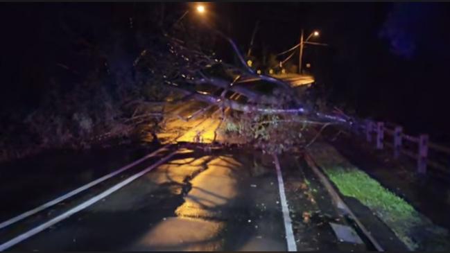 The tree that blocked Evans Rd at Dundas Valley. Picture: Parramatta SES/Facebook