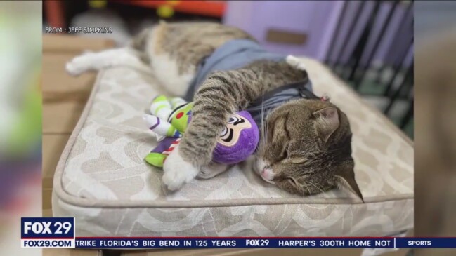 Meet Leo, the TikTok famous cat who lives inside a South Jersey