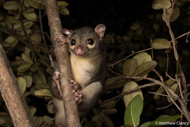 Animal Portrait, Runner Up by Matt Clancy, Victoria. Scaly-Tailed Possum ‘Wyulda’.