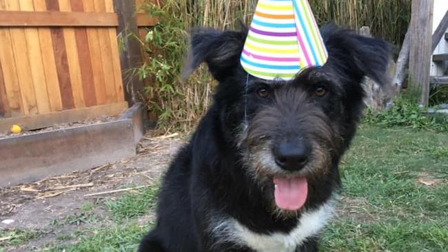 Irish wolfhound Bucket was euthanised after being allegedly shot with an arrow at a South Golden Beach property. Bucket was described on social media as "a gentle soul who lived life to the fullest".