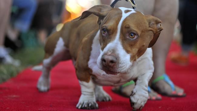 This is Walle - we don't think he's that ugly! AFP Photo / Josh Edelson