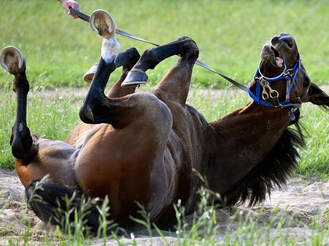 British horse Hoo Ya Mal roll in the sand after early morning trackwork at Werribee on October 31, 2022, ahead of the running of the Melbourne Cup. (Photo by William WEST / AFP) / -- IMAGE RESTRICTED TO EDITORIAL USE - STRICTLY NO COMMERCIAL USE --