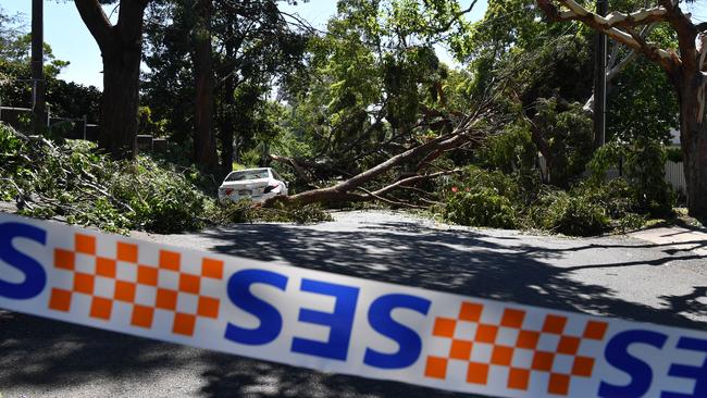 Damaging winds predicted to hit much of the state could bring drown trees, BoM has warned. Picture: AAP