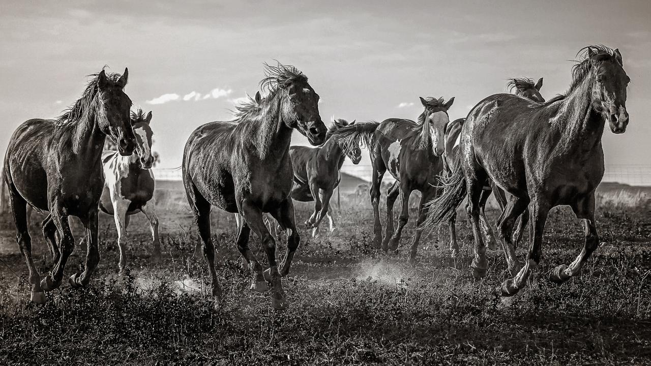 Mega-gallery: Best of the Ekka photography competition | The Courier Mail