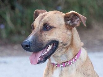 Angela Lee’s beautiful dog Penny enjoys a day out.
