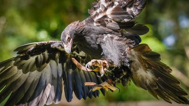 Magra the Wedge-Tailed Eagle from Healesville Sanctuary’s Spirits of the Sky show. Picture: Mark Galer