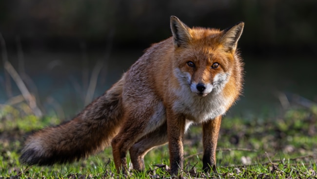 Foxes are causing havoc for pet owners in Melbourne's inner suburbs. Picture: Pixabay