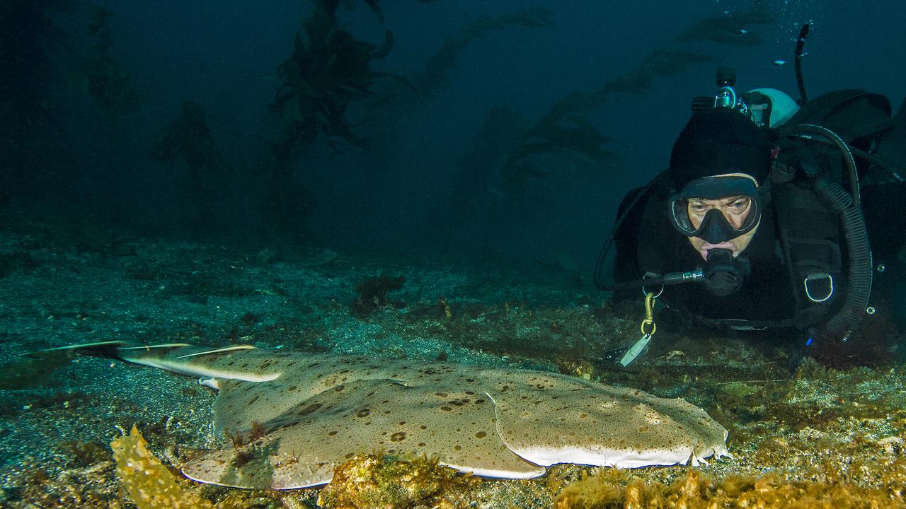 A diver has a close-up encounter with an angel shark on the ocean floor near Anacapa Island in the Channel Islands National Park.