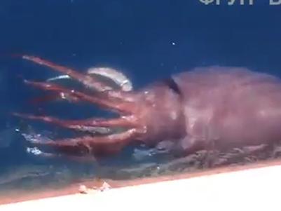 Rare clip shows live giant squid