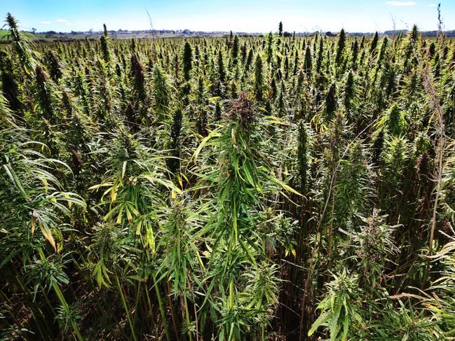 A crop of hemp at Deloraine in 2018. PICTURE: CHRIS KIDD