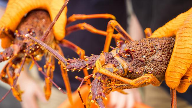 Stanley Wharf, Tasmania. Crayfish/southern rock lobsterPicture: Tourism Tasmania/ Rob BurnettSusan Bugg Sunday Escape