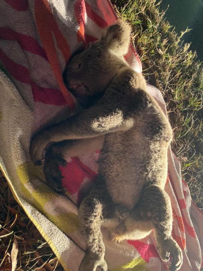 A koala named Colo, about three years old, was killed on Sunday (December 1, 2019) at Eatons Crossing Rd.